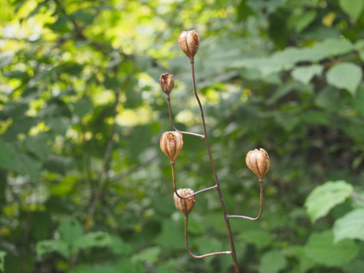 Lily, Martagon fruit